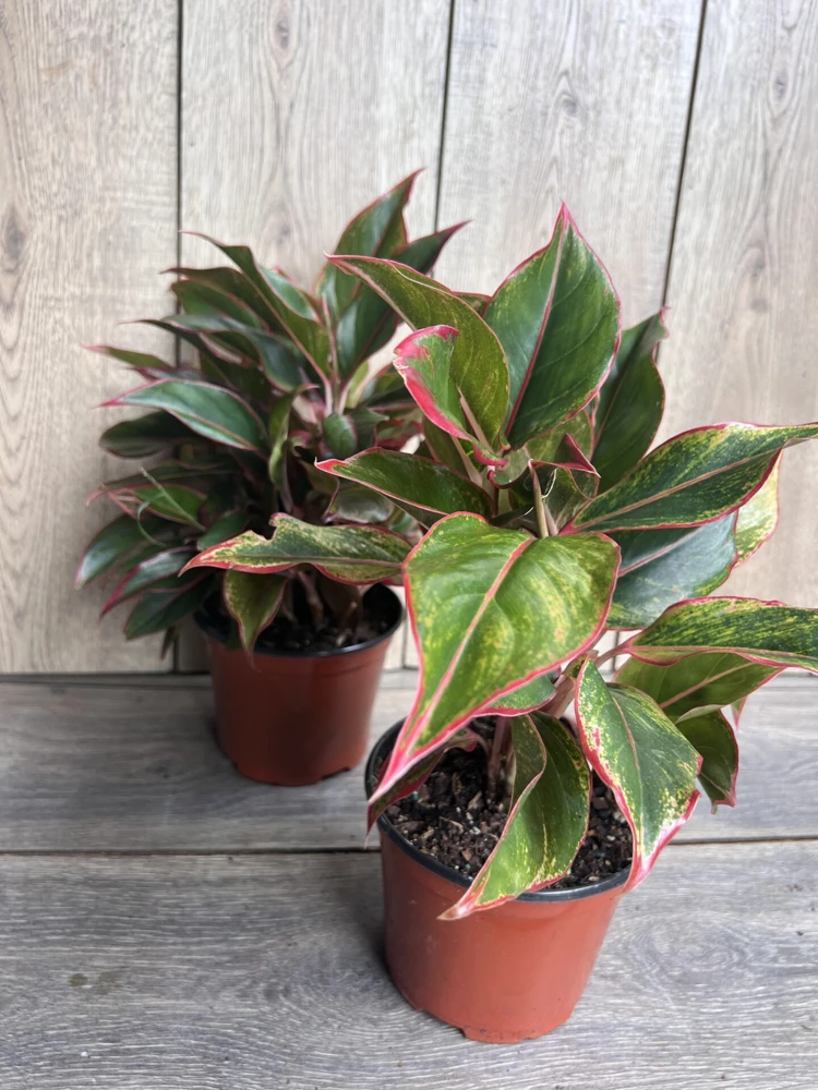 Aglaonema Siam Aurora Live Plant – 6 inch Pot – Indoor Houseplant - Cannot ship to CA - Image 5