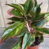 Aglaonema Siam Aurora Live Plant – 6 inch Pot – Indoor Houseplant - Cannot ship to CA - Image 1