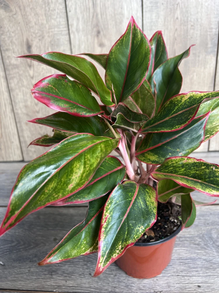 Aglaonema Siam Aurora Live Plant – 6 inch Pot – Indoor Houseplant - Cannot ship to CA - Image 1