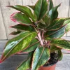 Aglaonema Siam Aurora Live Plant, 6 inch Pot, Indoor Chinese Evergreen - Cannot ship to CA - Image 1