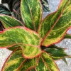 Aglaonema Siam Chinese Evergreen Live Plant - 7" Tall Indoor Houseplant - Image 1