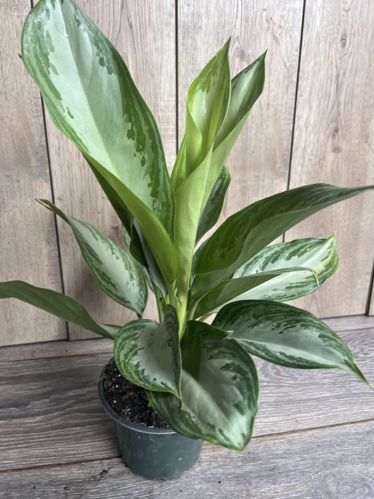 Aglaonema Silver Bay Live Plant – 6 inch Pot – Indoor Chinese Evergreen - Cannot ship to CA - Image 2