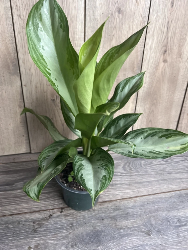 Aglaonema Silver Bay Live Plant – 6 inch Pot – Indoor Chinese Evergreen - Cannot ship to CA - Image 3