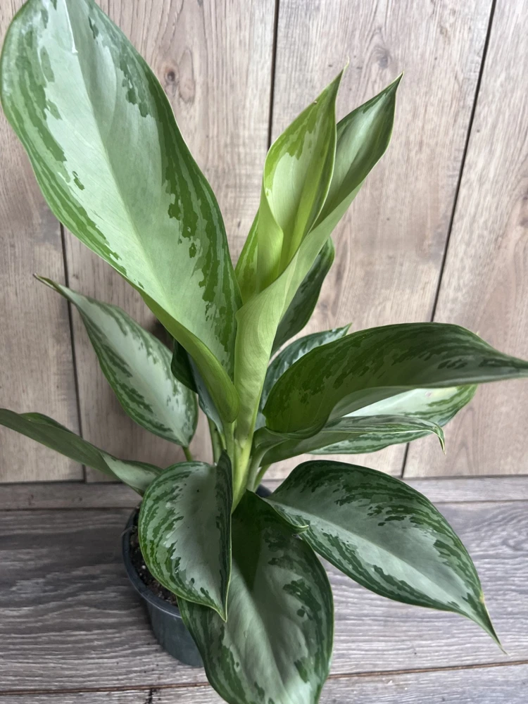 Aglaonema Silver Bay Live Plant – 6 inch Pot – Indoor Chinese Evergreen - Cannot ship to CA - Image 4