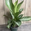 Aglaonema Silver Bay Live Plant – 6 inch Pot – Indoor Chinese Evergreen - Cannot ship to CA - Image 1