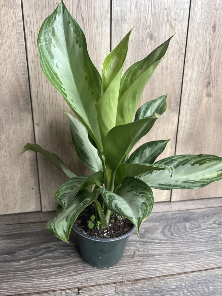 Aglaonema Silver Bay Live Plant – 6 inch Pot – Indoor Chinese Evergreen - Cannot ship to CA - Image 1