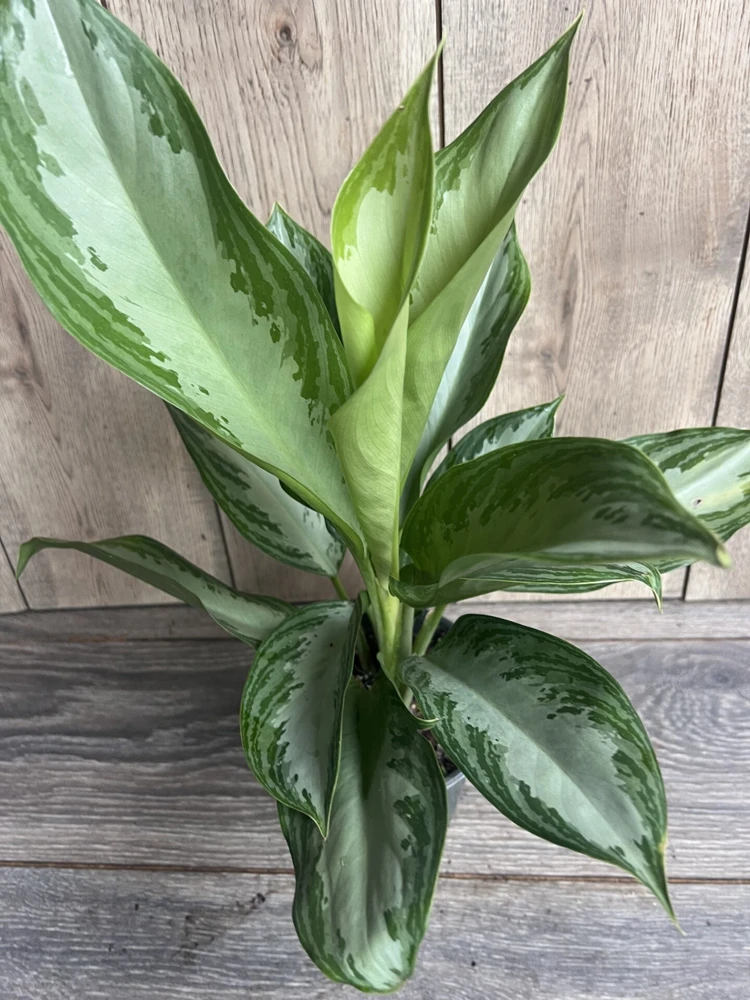Aglaonema Silver Bay Live Plant – 6 inch Pot – Indoor Chinese Evergreen - Cannot ship to CA - Image 5