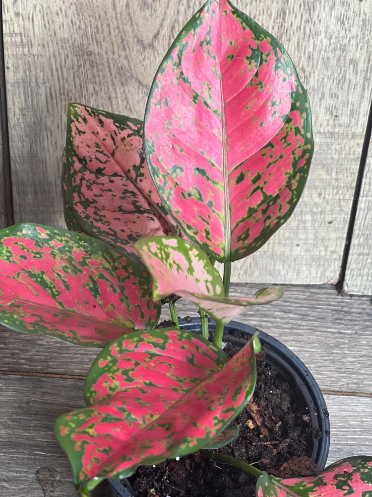 Aglaonema Wishes Live Plant - Red Valentine - 4 inch Pot - Indoor Houseplant - Cannot ship to CA - Image 2
