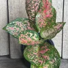 Aglaonema Wishes Live Plant - Red Valentine - 4 inch Pot - Indoor Houseplant - Cannot ship to CA - Image 1