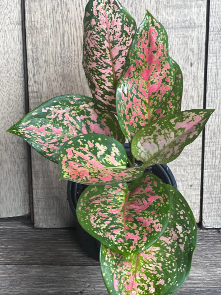 Aglaonema Wishes Live Plant - Red Valentine - 4 inch Pot - Indoor Houseplant - Cannot ship to CA - Image 1