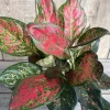 Aglaonema Wishes Live Plant - Red Valentine Chinese Evergreen - 6 inch Pot - Cannot ship to CA - Image 1