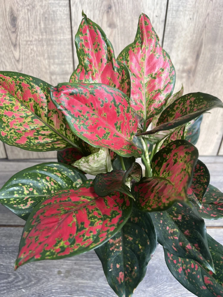 Aglaonema Wishes Live Plant - Red Valentine Chinese Evergreen - 6 inch Pot - Cannot ship to CA - Image 1