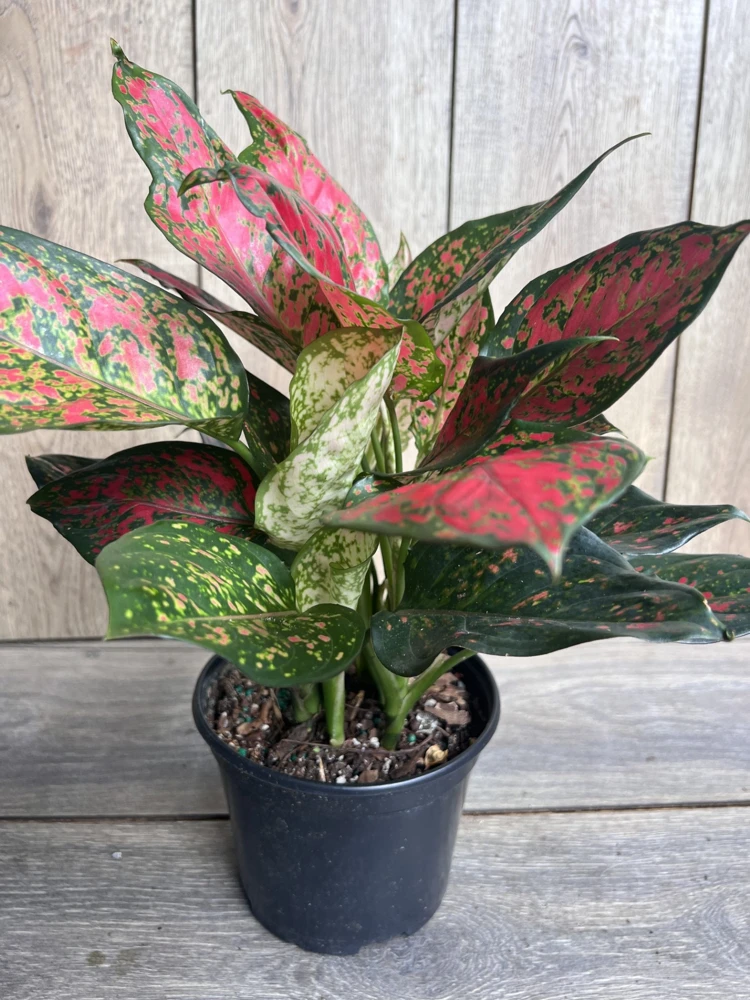 Aglaonema Wishes Live Plant - Red Valentine Chinese Evergreen - 6 inch Pot - Cannot ship to CA - Image 3