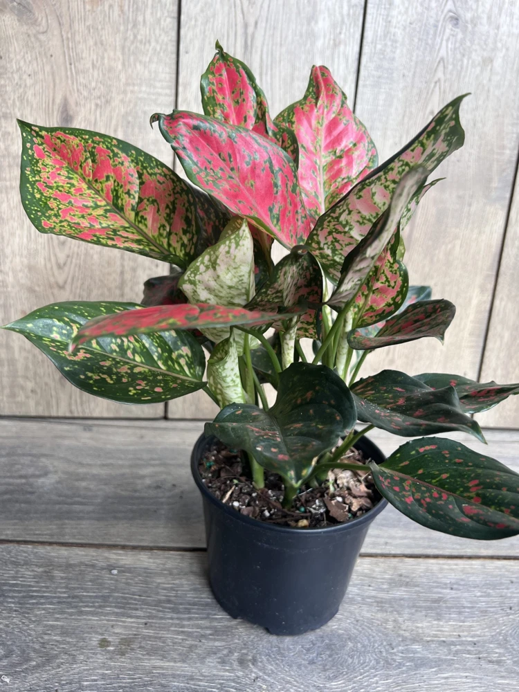 Aglaonema Wishes Live Plant - Red Valentine Chinese Evergreen - 6 inch Pot - Cannot ship to CA - Image 4