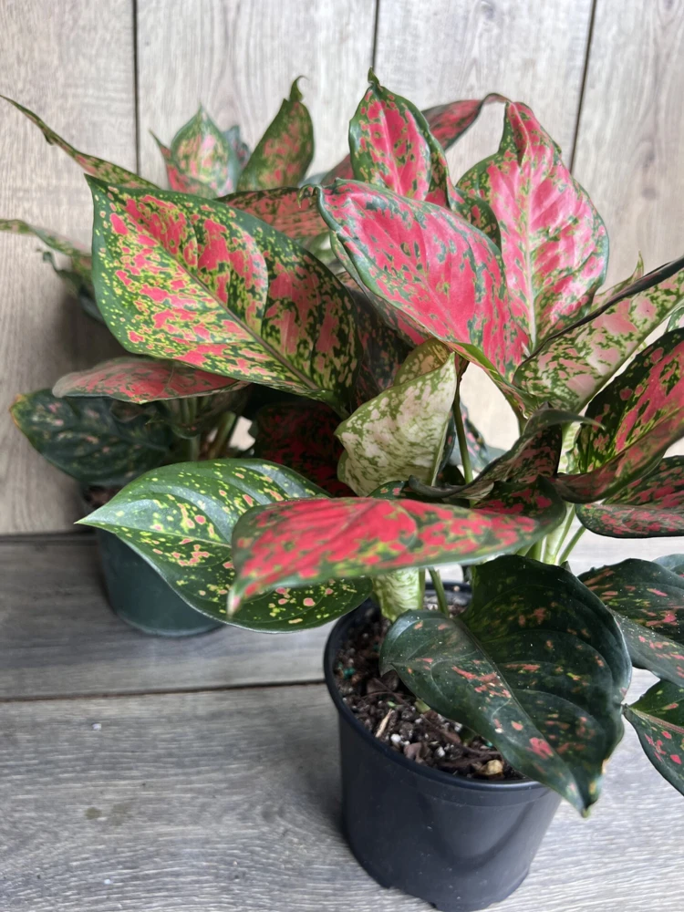 Aglaonema Wishes Live Plant - Red Valentine Chinese Evergreen - 6 inch Pot - Cannot ship to CA - Image 6