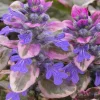 Ajuga Burgundy Glow Live Plant - Tri-Color Foliage Ground Cover - Zones 3-9 - Image 1