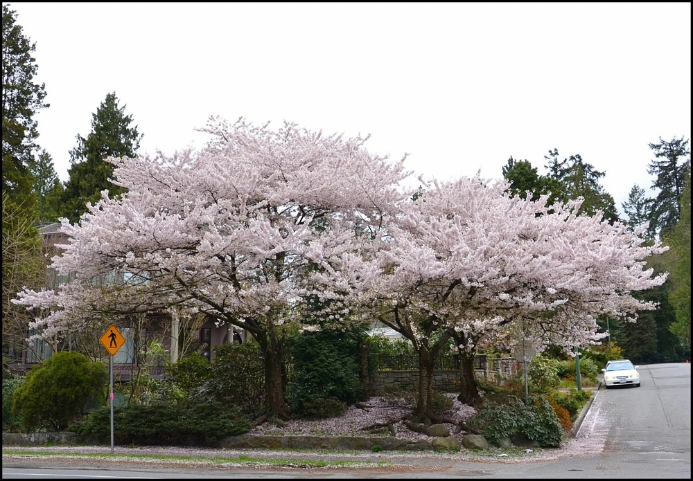 Akebono Flowering Cherry Tree – Live Plant – Pink Blooms – Outdoor Garden Tree - Image 2