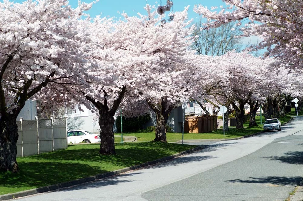 Akebono Flowering Cherry Tree – Live Plant – Pink Blooms – Outdoor Garden Tree - Image 3