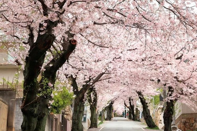 Akebono Flowering Cherry Tree – Live Plant – Pink Blooms – Outdoor Garden Tree - Image 4