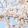 Akebono Flowering Cherry Tree – Live Plant – Pink Blooms – Outdoor Garden Tree - Image 1
