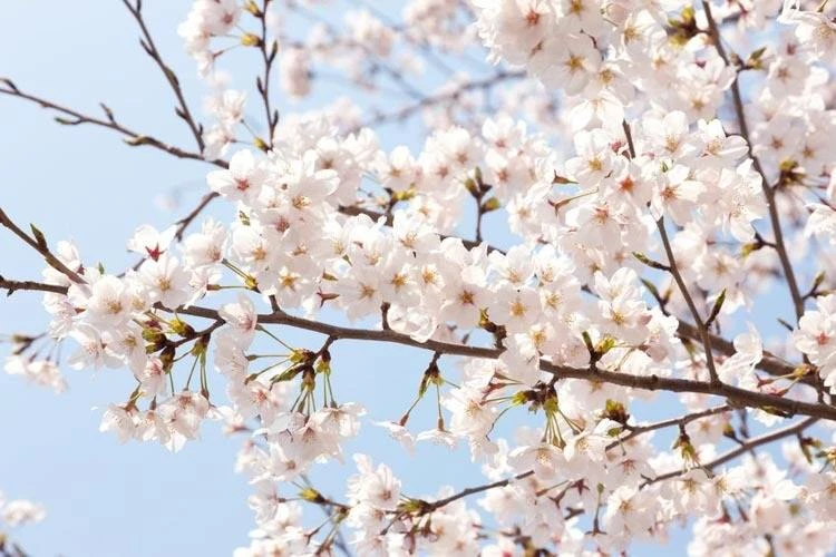 Akebono Flowering Cherry Tree – Live Plant – Pink Blooms – Outdoor Garden Tree - Image 1