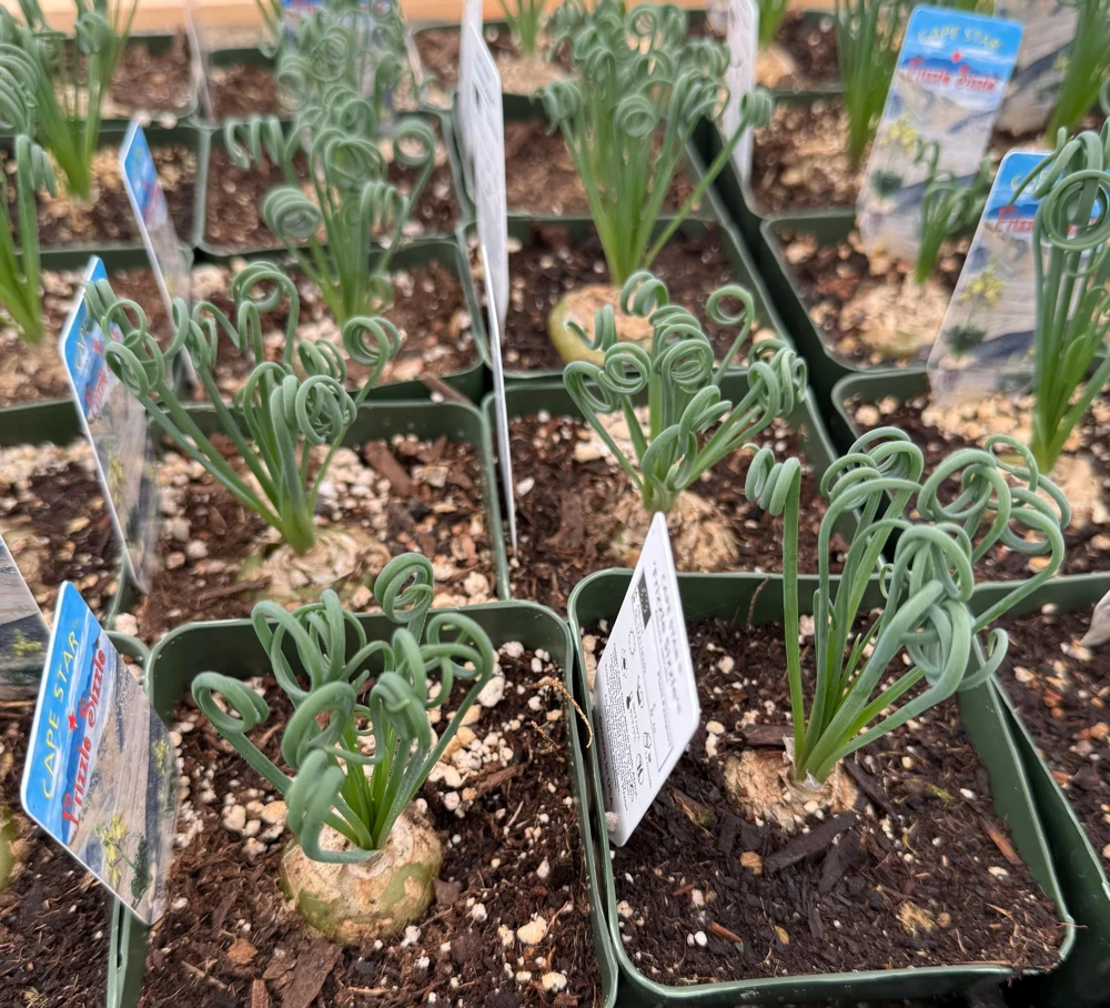 Albuca Spiralis Live Plant – Frizzle Sizzle Corkscrew Succulent – 4-6 inch Pot – Indoor - Image 2