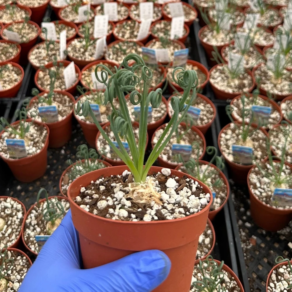 Albuca Spiralis Live Plant – Frizzle Sizzle Corkscrew Succulent – 4-6 inch Pot – Indoor - Image 3