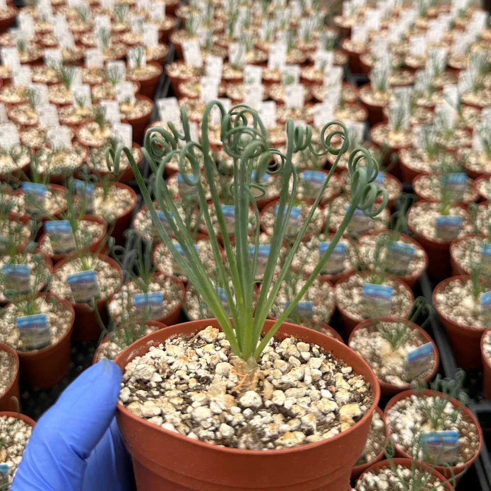 Albuca Spiralis Live Plant – Frizzle Sizzle Corkscrew Succulent – 4-6 inch Pot – Indoor - Image 4