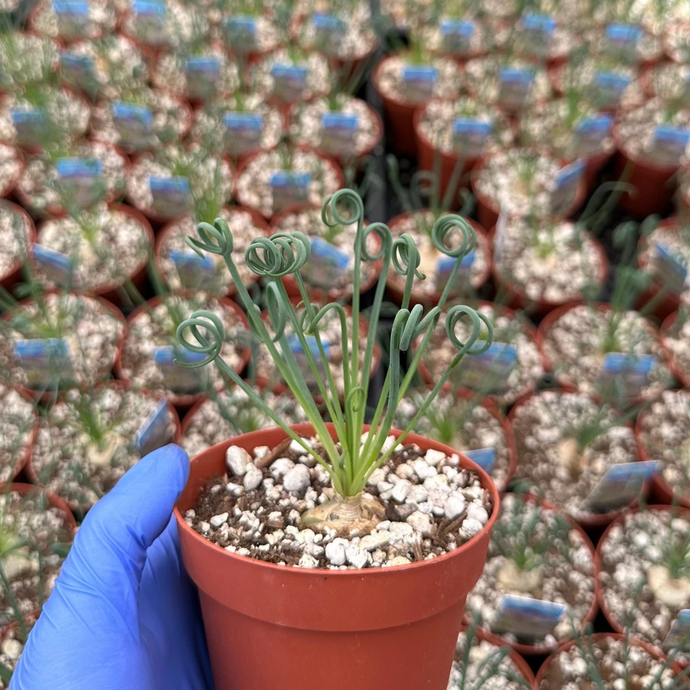 Albuca Spiralis Live Plant – Frizzle Sizzle Corkscrew Succulent – 4-6 inch Pot – Indoor - Image 5