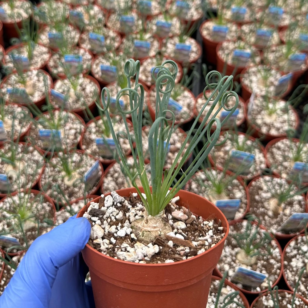 Albuca Spiralis Live Plant – Frizzle Sizzle Corkscrew Succulent – 4-6 inch Pot – Indoor - Image 6
