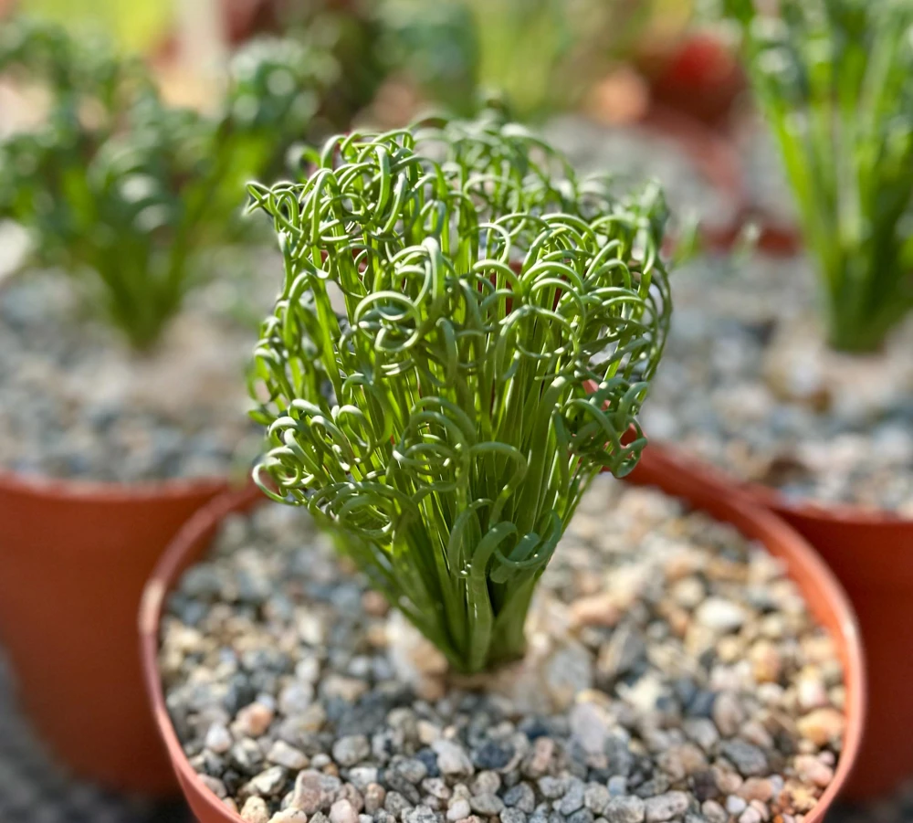 Albuca Spiralis Live Plant – Frizzle Sizzle Corkscrew Succulent – 4-6 inch Pot – Indoor - Image 7