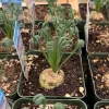 Albuca Spiralis Live Plant – Frizzle Sizzle Corkscrew Succulent – 4-6 inch Pot – Indoor - Image 1