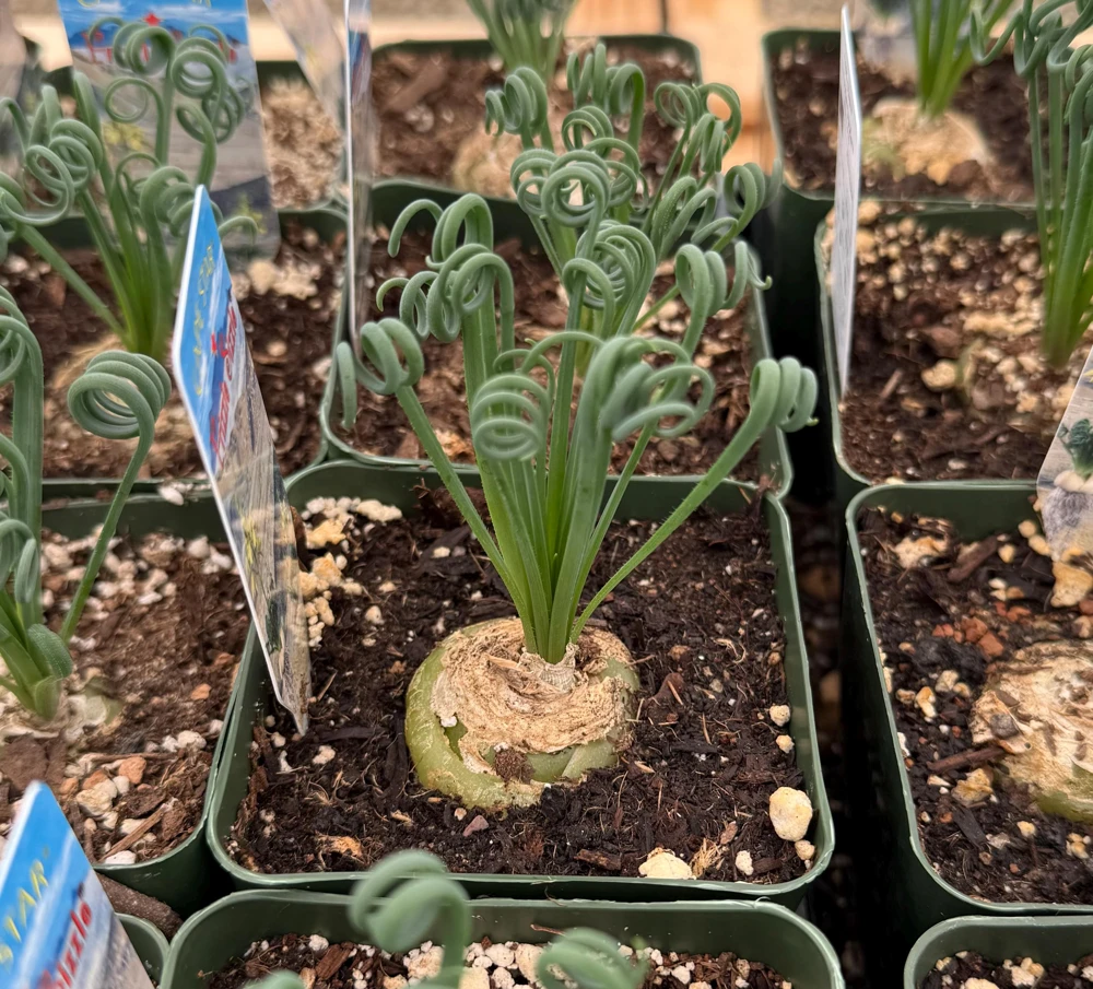 Albuca Spiralis Live Plant – Frizzle Sizzle Corkscrew Succulent – 4-6 inch Pot – Indoor - Image 1