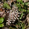 Allegheny Spurge Bare Roots 5 Pack - Pachysandra procumbens Groundcover - Image 1