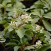Allegheny Viburnum Live Plant – 2.5-inch Pot – Outdoor Shrub - Image 1
