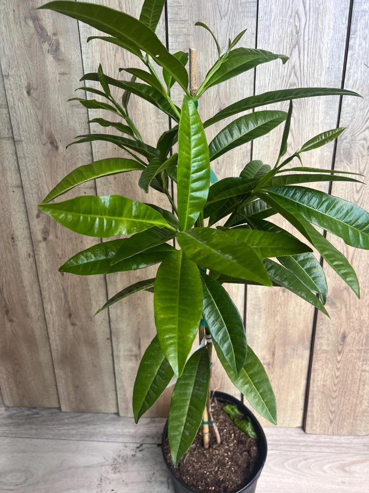 Allspice Live Plant (Pimenta dioica) 3 Gallon Pot - Culinary & Ornamental Tree - Cannot ship to CA - Image 2