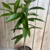 Allspice Live Plant (Pimenta dioica) 3 Gallon Pot - Culinary & Ornamental Tree - Cannot ship to CA - Image 1