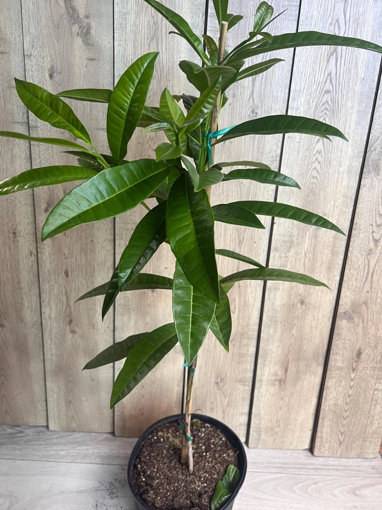 Allspice Live Plant (Pimenta dioica) 3 Gallon Pot - Culinary & Ornamental Tree - Cannot ship to CA - Image 1