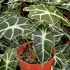 Alocasia Amazonica Live Plant - African Mask Houseplant, 4 inch Pot, Indoor - Image 1