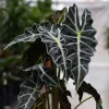 Alocasia Amazonica Live Plant - African Mask Plant Starter, 2.5x4 inch Pot, Indoor - Image 1