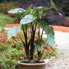 Alocasia Black Stem Live Plant – 3in Pot, Elegant Indoor Houseplant - Image 1