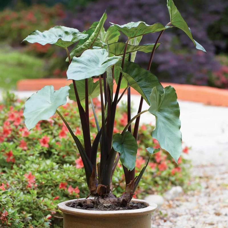 Alocasia Black Stem Live Plant – 3in Pot, Elegant Indoor Houseplant - Image 1
