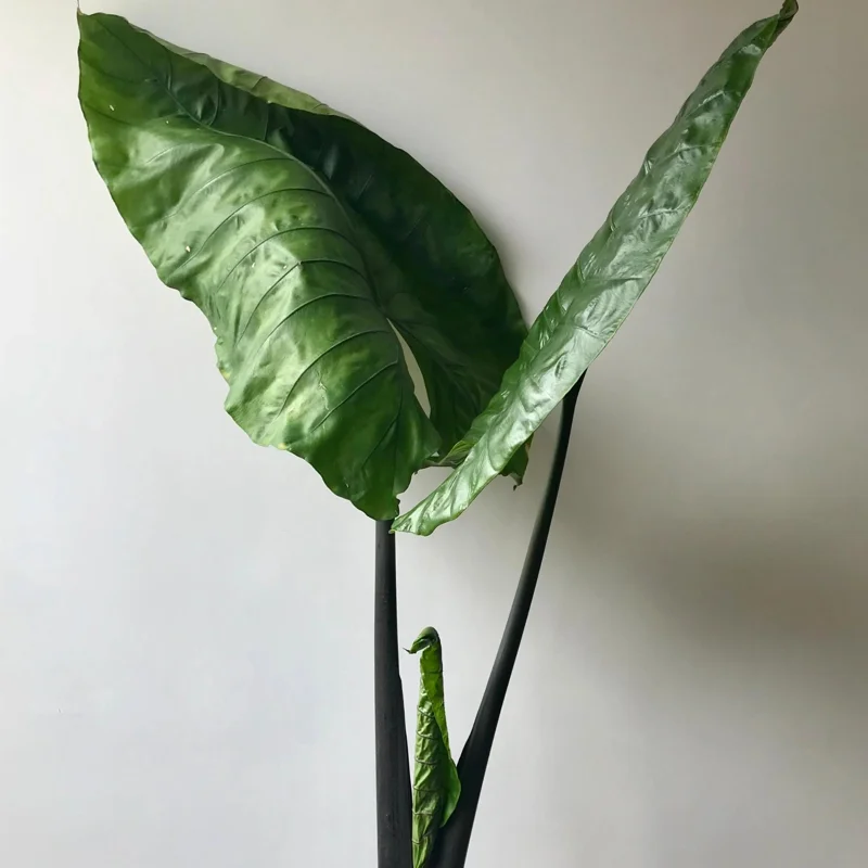 Alocasia Black Stem Live Plant – 3in Pot Starter Houseplant – Elegant Foliage - Image 2