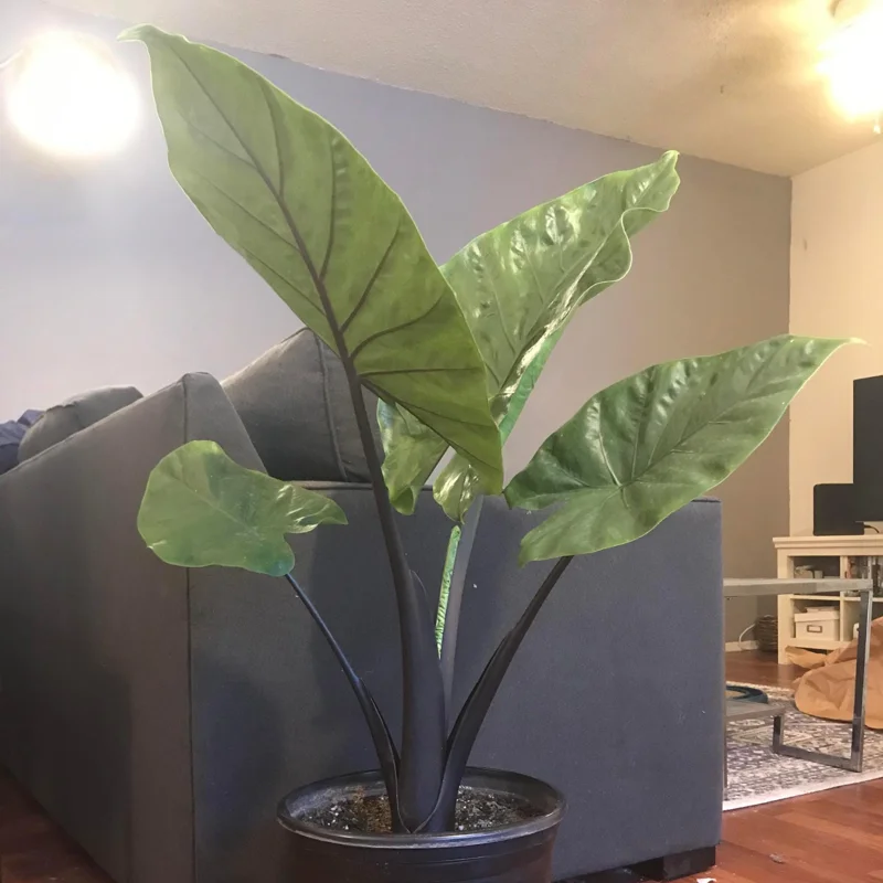 Alocasia Black Stem Live Plant – 3in Pot Starter Houseplant – Elegant Foliage - Image 1