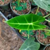 Alocasia Frydek Live Plant – 4 inch Potted Houseplant – Indoor Starter Plant - Image 1