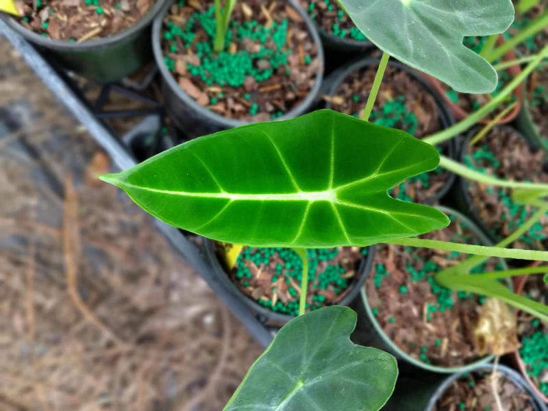 Alocasia Frydek Live Plant – 4 inch Potted Houseplant – Indoor Starter Plant - Image 1