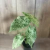 Alocasia Macrorrhiza Camouflage Variegated Live Plant 4" Pot Indoor Tropical - Cannot ship to CA - Image 1