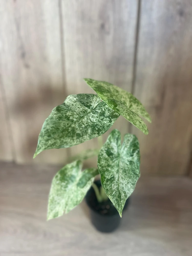 Alocasia Macrorrhiza Camouflage Variegated Live Plant 4" Pot Indoor Tropical - Cannot ship to CA - Image 1