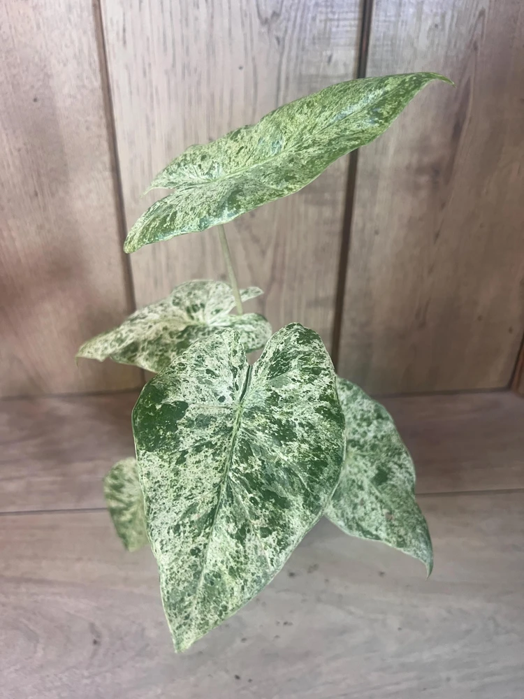 Alocasia Macrorrhiza Camouflage Variegated Live Plant 4" Pot Indoor Tropical - Cannot ship to CA - Image 2