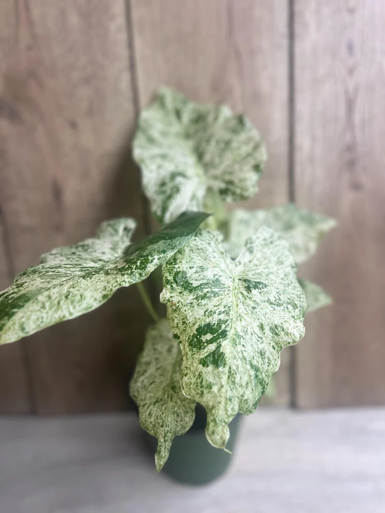 Alocasia Macrorrhiza Camouflage Variegated Live Plant in 6" Pot - Rare Indoor Houseplant - Cannot ship to CA - Image 2